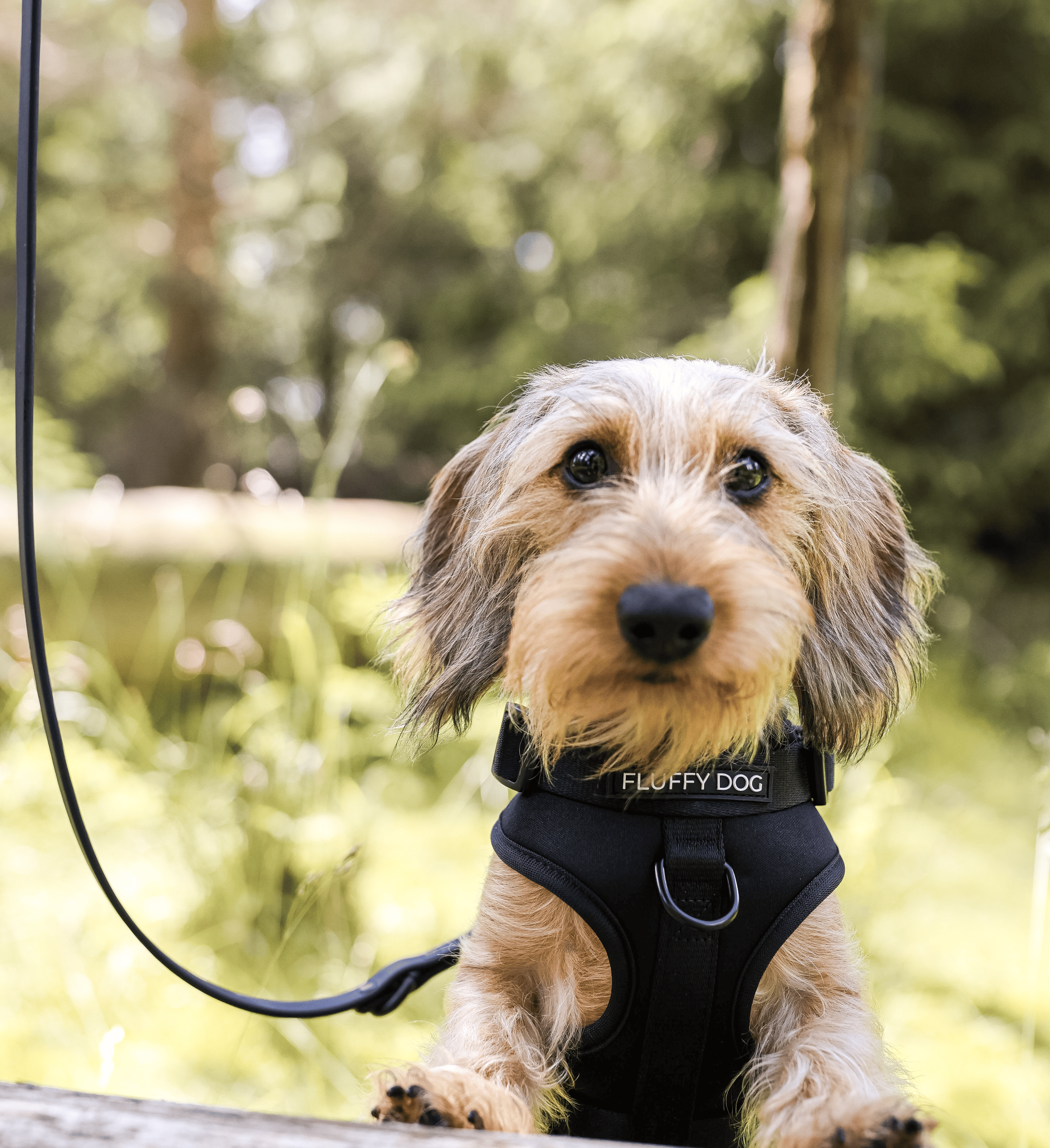 BioThane® All Black Essential Harness Set: Harness, Leash & Poop Bag Dispenser